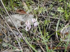 Colchicum-umbrosum_Абрау_1
